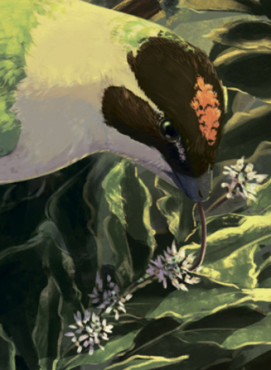 Как животные покоряли воздух