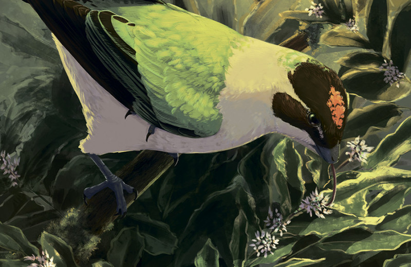 Как животные покоряли воздух