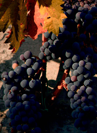 Между творцом и любителем: кто такие малые виноделы в России