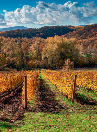 Сомелье Влада Лесниченко — об исключительности семейной винодельни Дубининых