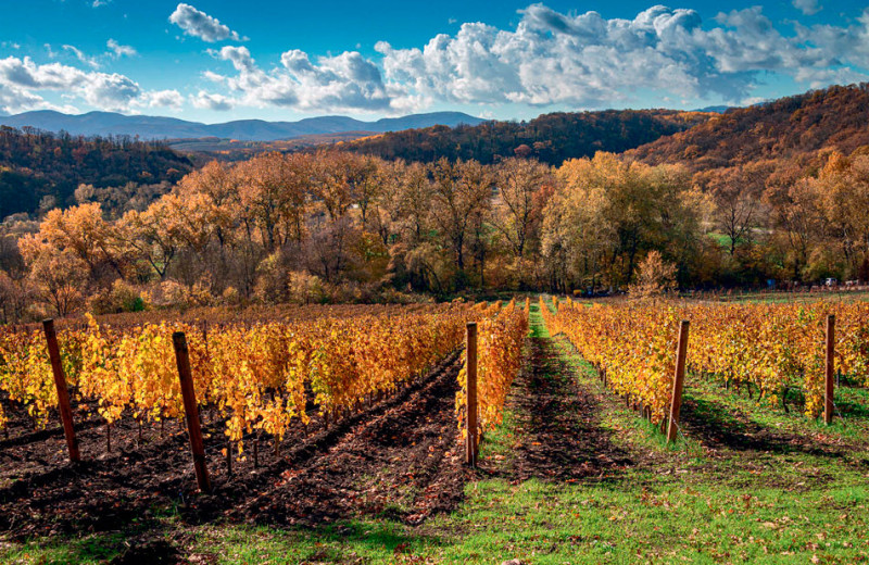 Сомелье Влада Лесниченко — об исключительности семейной винодельни Дубининых