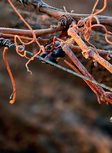 Как в Поволжье появилась винодельческая династия в трех поколениях