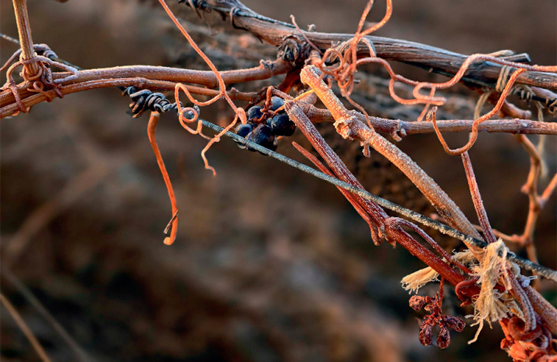 Как в Поволжье появилась винодельческая династия в трех поколениях