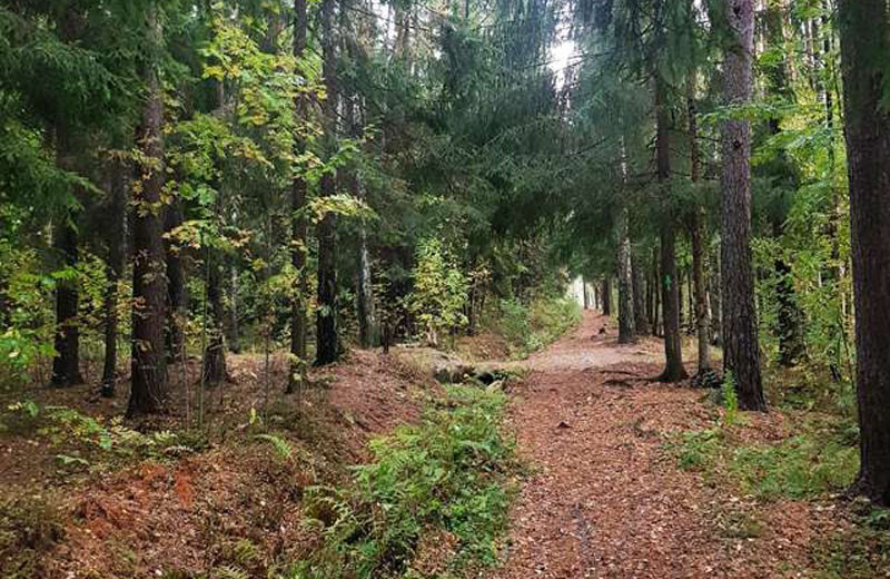 Опасные элементы Ржевского лесопарка