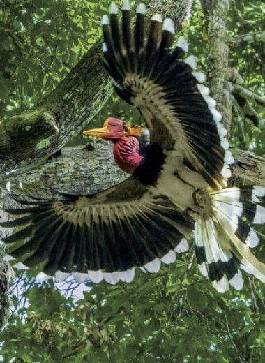 Шлем этой редкой птицы – вожделенный приз для браконьеров. Удастся ли ей выжить?