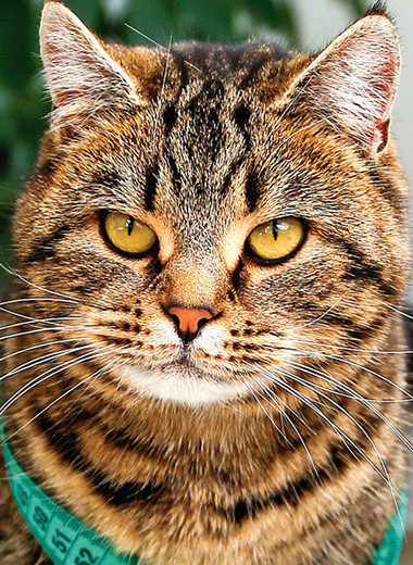 Кот-бегемот