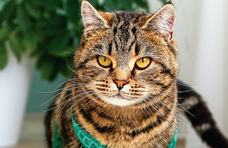 Кот-бегемот