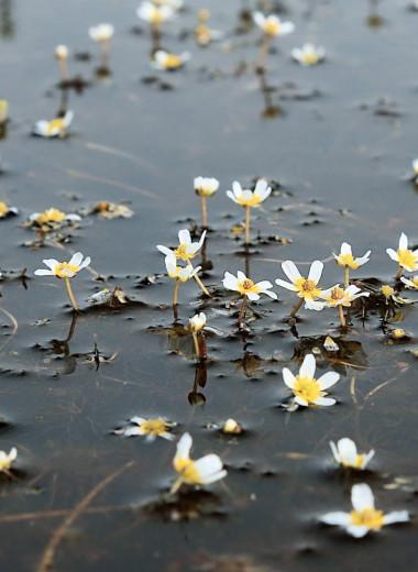 «Аленькие цветочки» внутренних вод