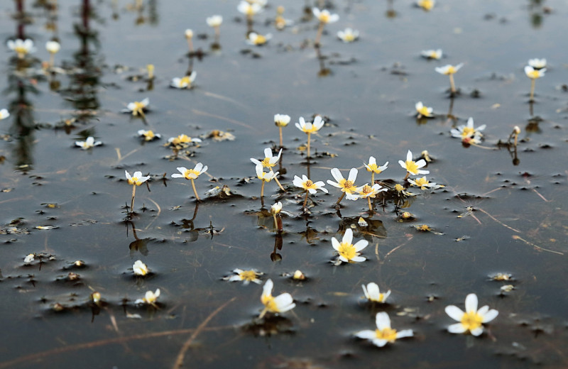 «Аленькие цветочки» внутренних вод