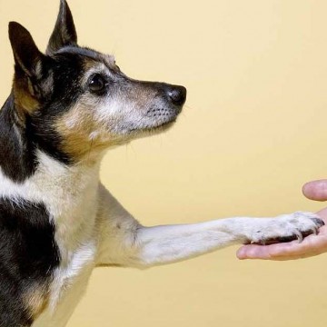 Пет-терапия: как животные нас лечат