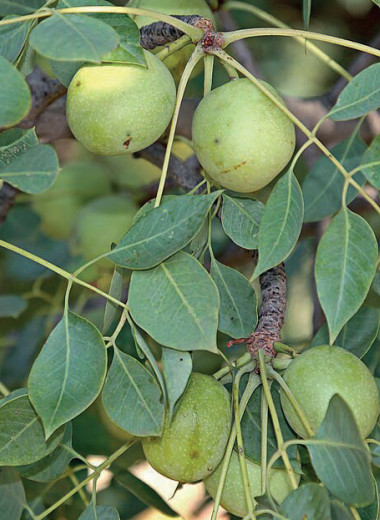 Все как у людей…