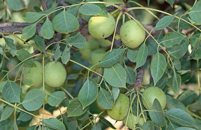 Все как у людей…