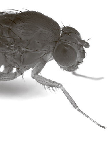 Ген свадебного угощения