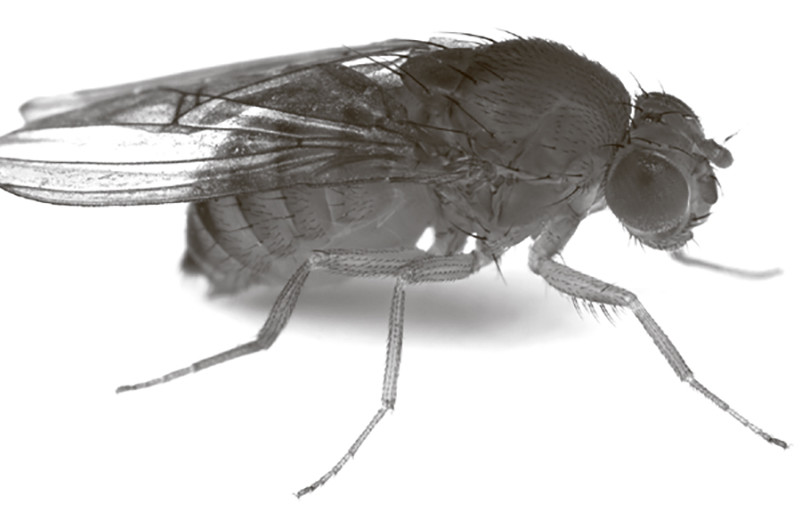 Ген свадебного угощения