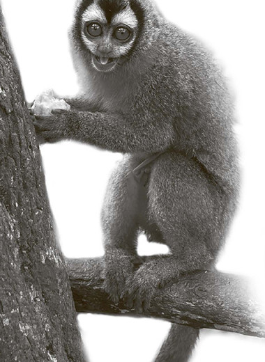 Ночные обезьянки сельвы