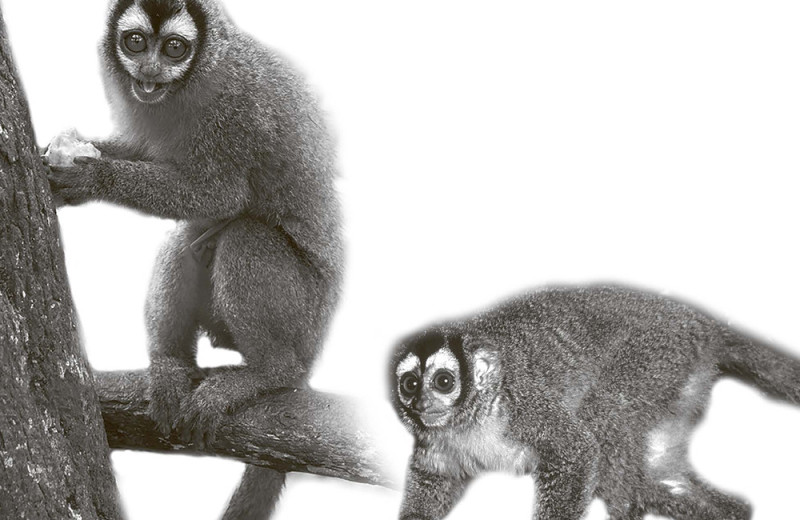 Ночные обезьянки сельвы