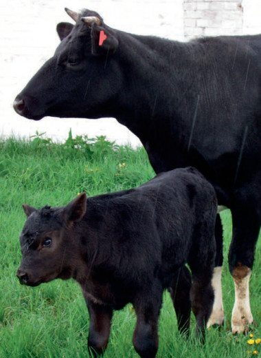 Генетически отредактированная корова