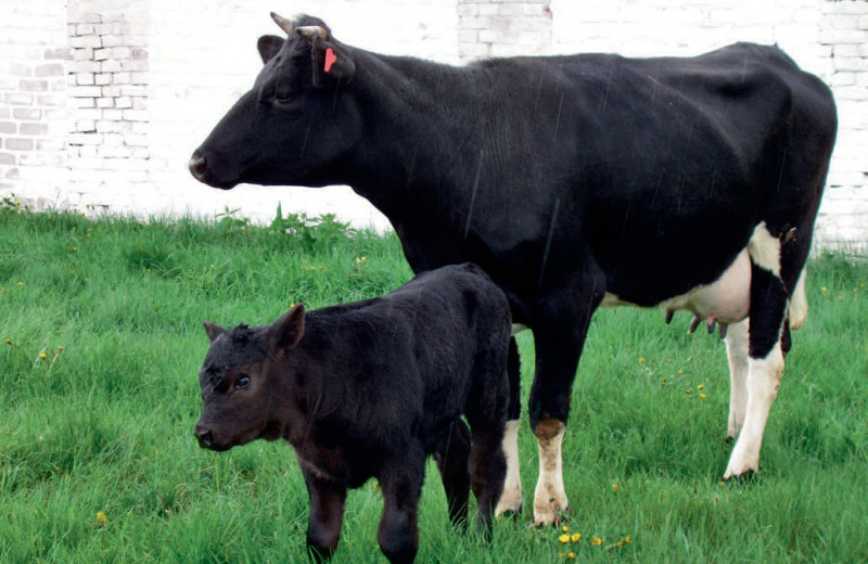 Генетически отредактированная корова