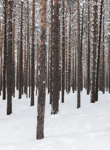 Сирены весны