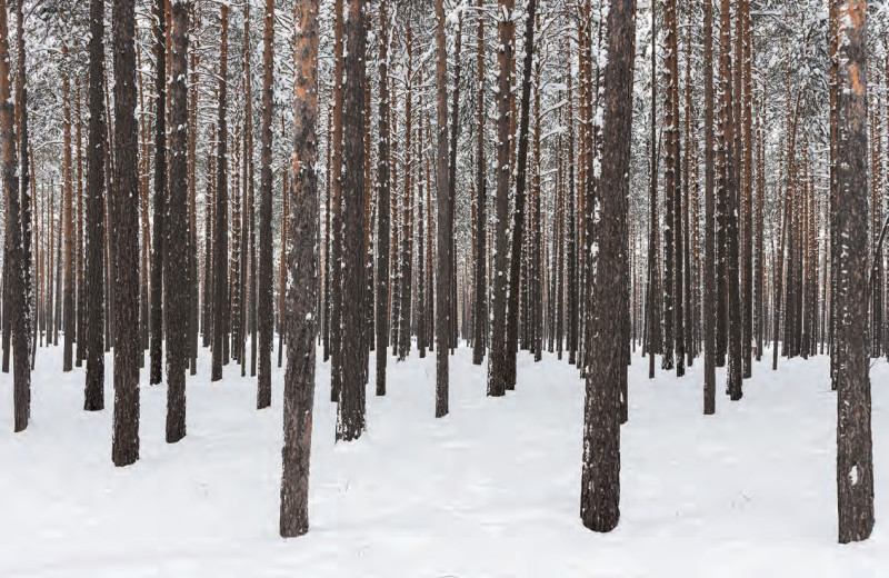 Сирены весны