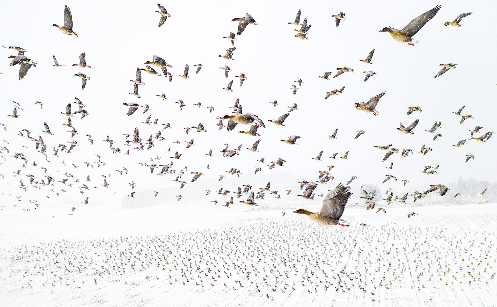 «Зимняя миграция» (Winter Migration) Терье Колаас/Норвегия