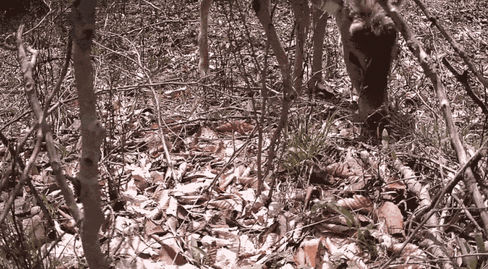623cc133ecee1a7fa4417c3c226255ec.gif