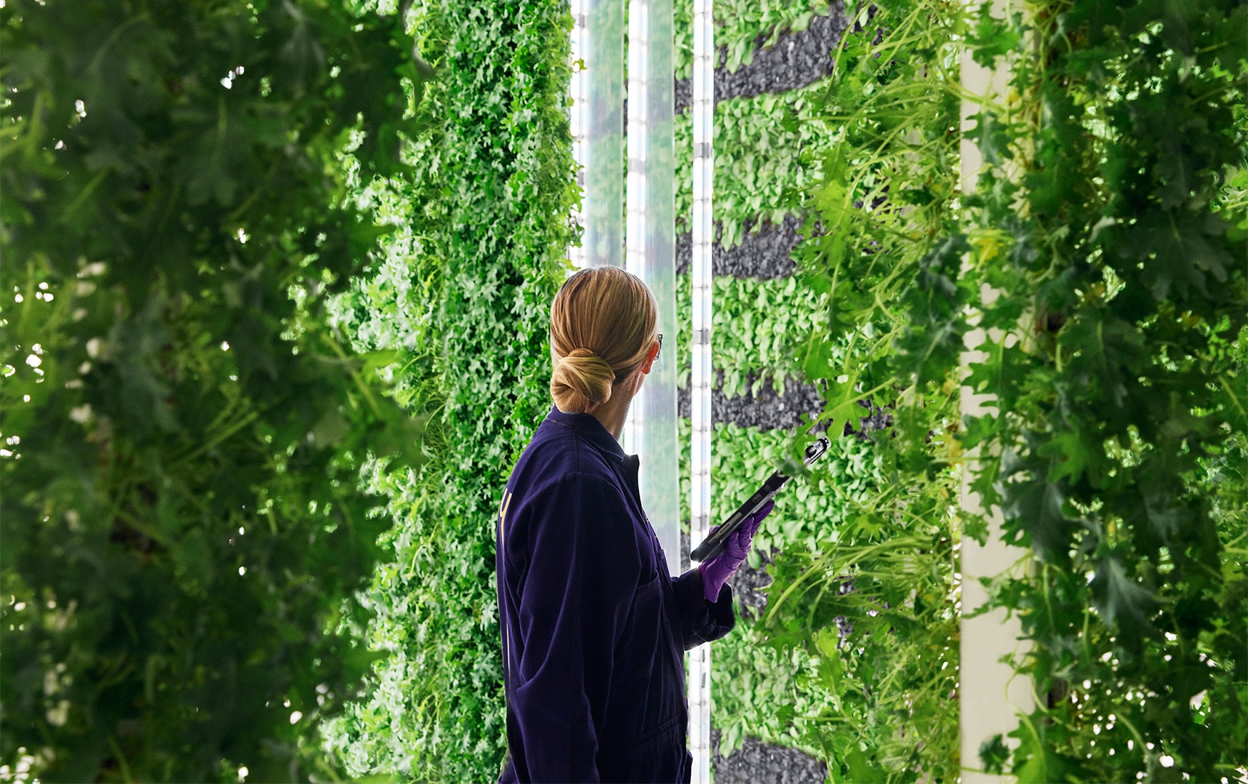 plenty_vertical_farm_woman_closeup.jpg__1576051779__60571.jpg