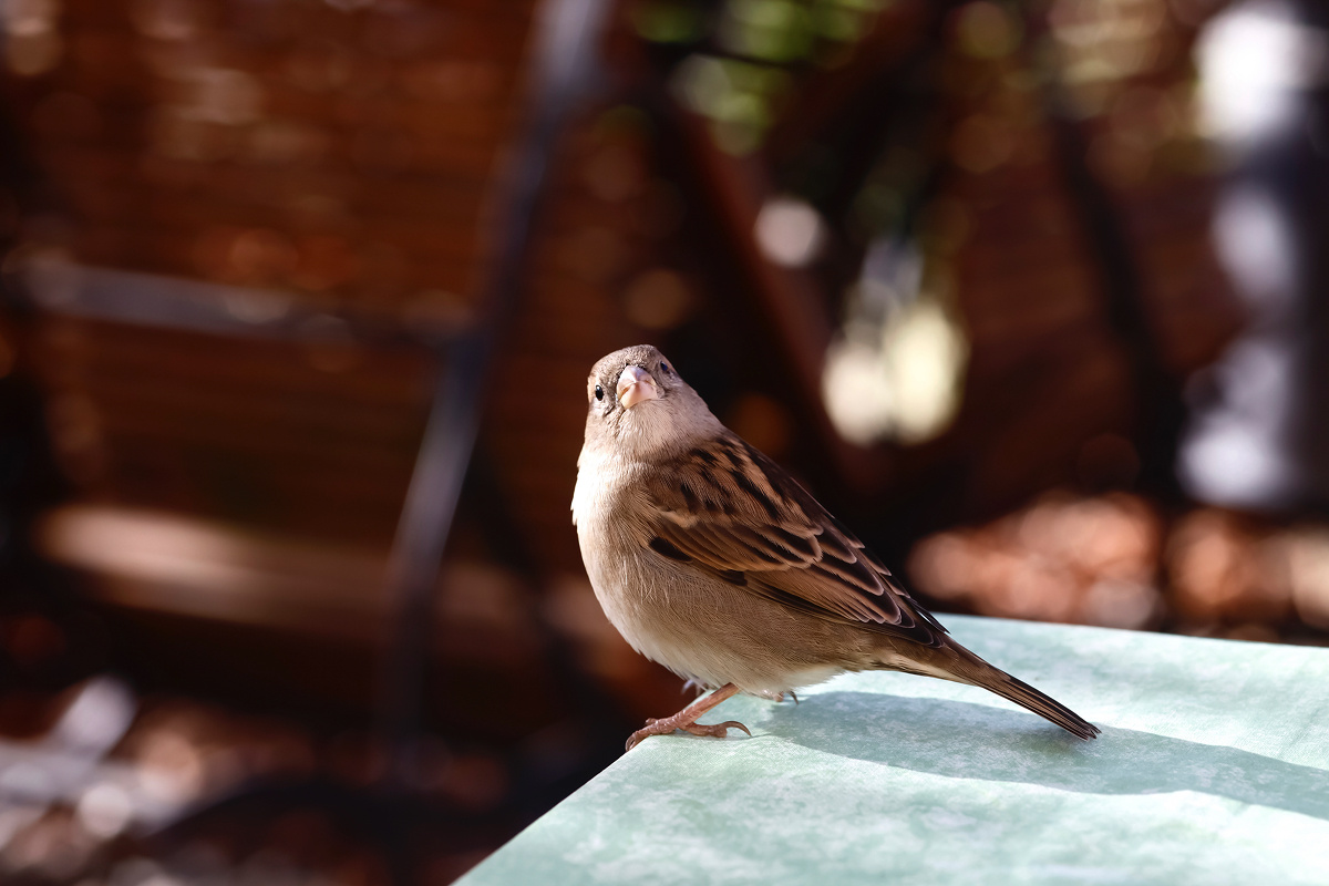 Домовый воробей