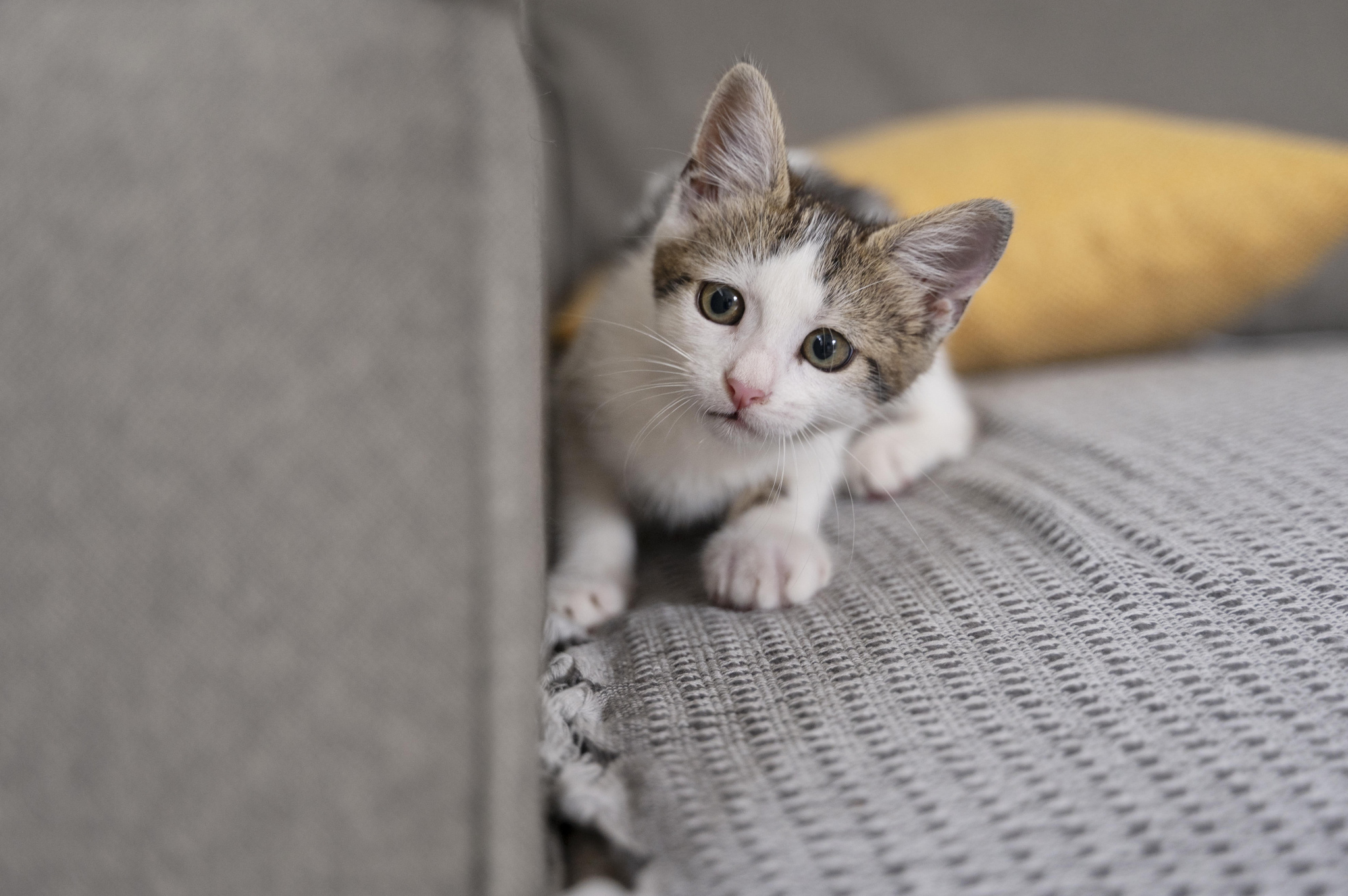 Течка — абсолютно нормальный и естественный процесс, который происходит у каждой кошки с наступлением полового созревания