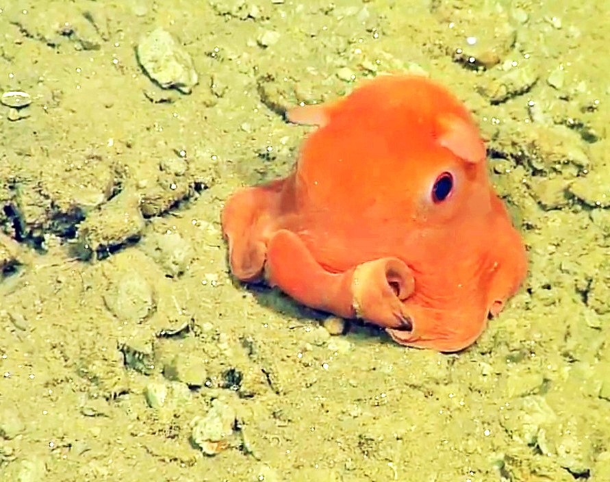 Opisthoteuthis californiana – вид небольших плавниковых осьминогов, живущих на глубине от 200 до 1500 метров. В основном предпочитают ползать по дну, но могут и быстро плавать, догоняя добычу. Самое необычное в этих осьминожках – невероятно милый внешний вид. Завели бы такого вместо котёнка, правда же?