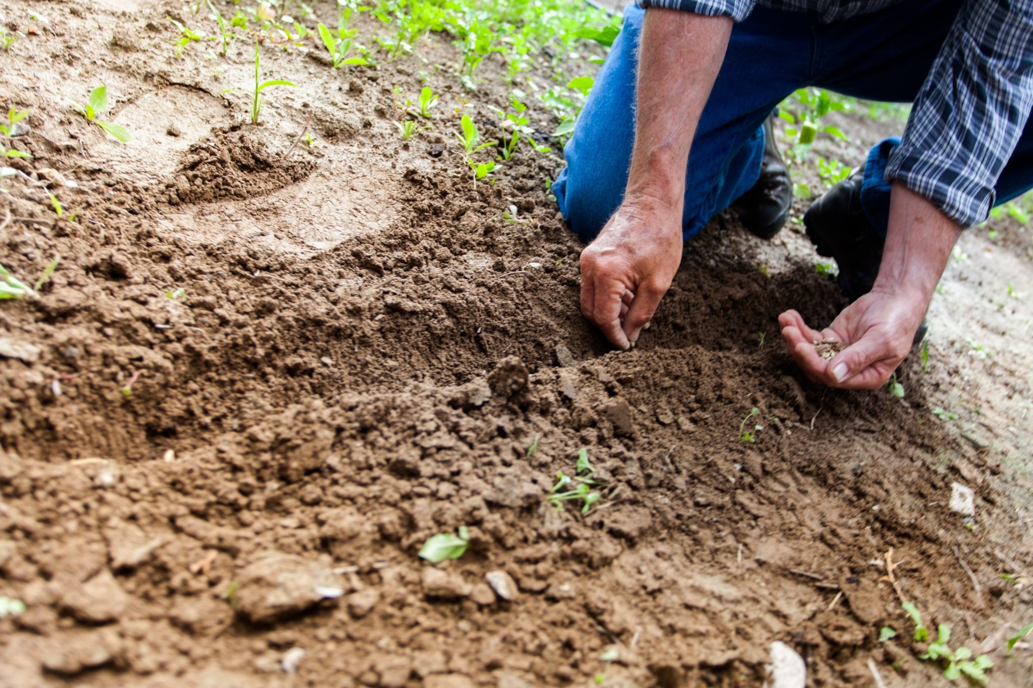 agriculture-close-up-cultivation-169523.jpg