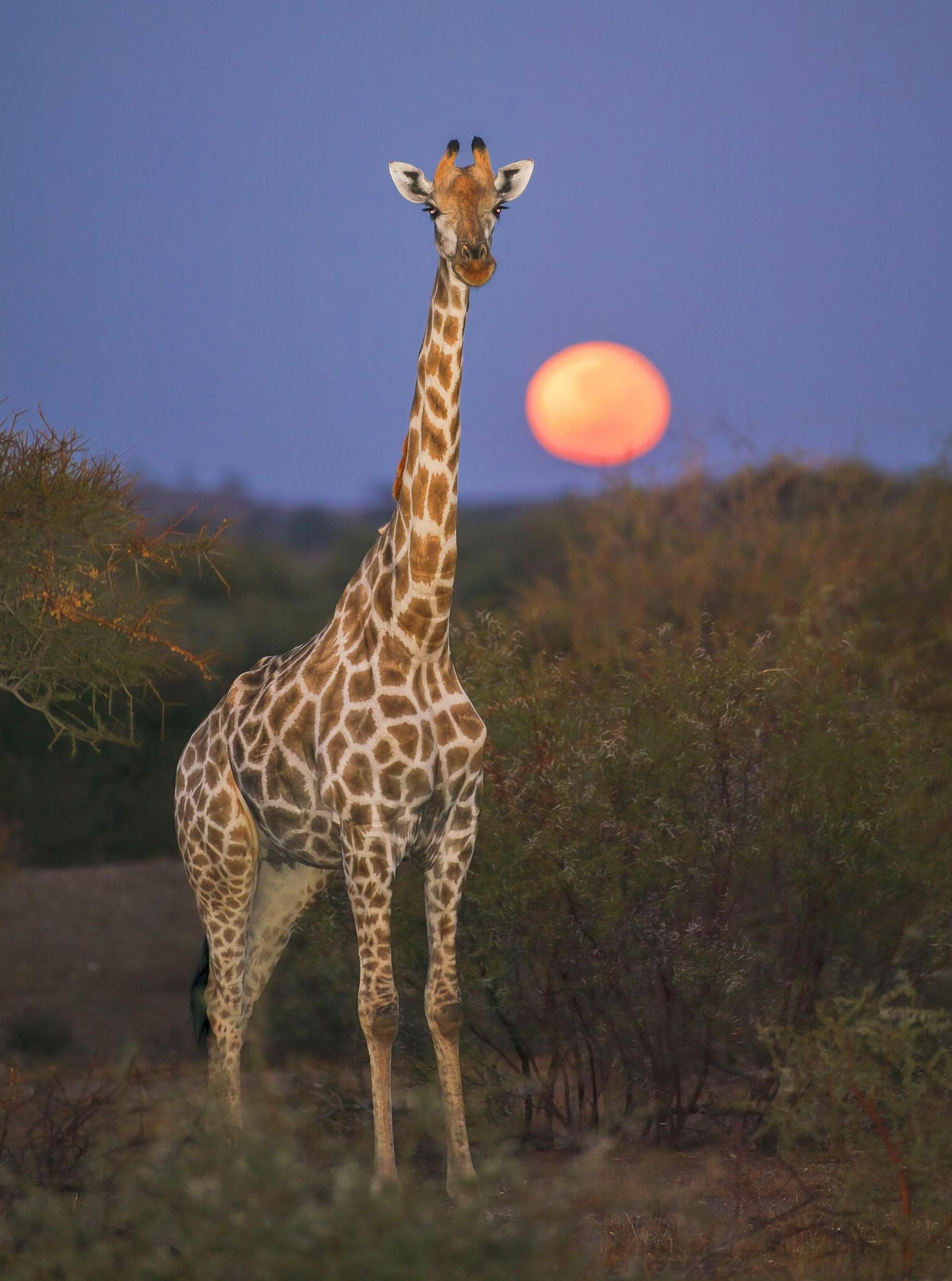 1751x2356_0x63vP83fQ_2382461943864922944.jpg