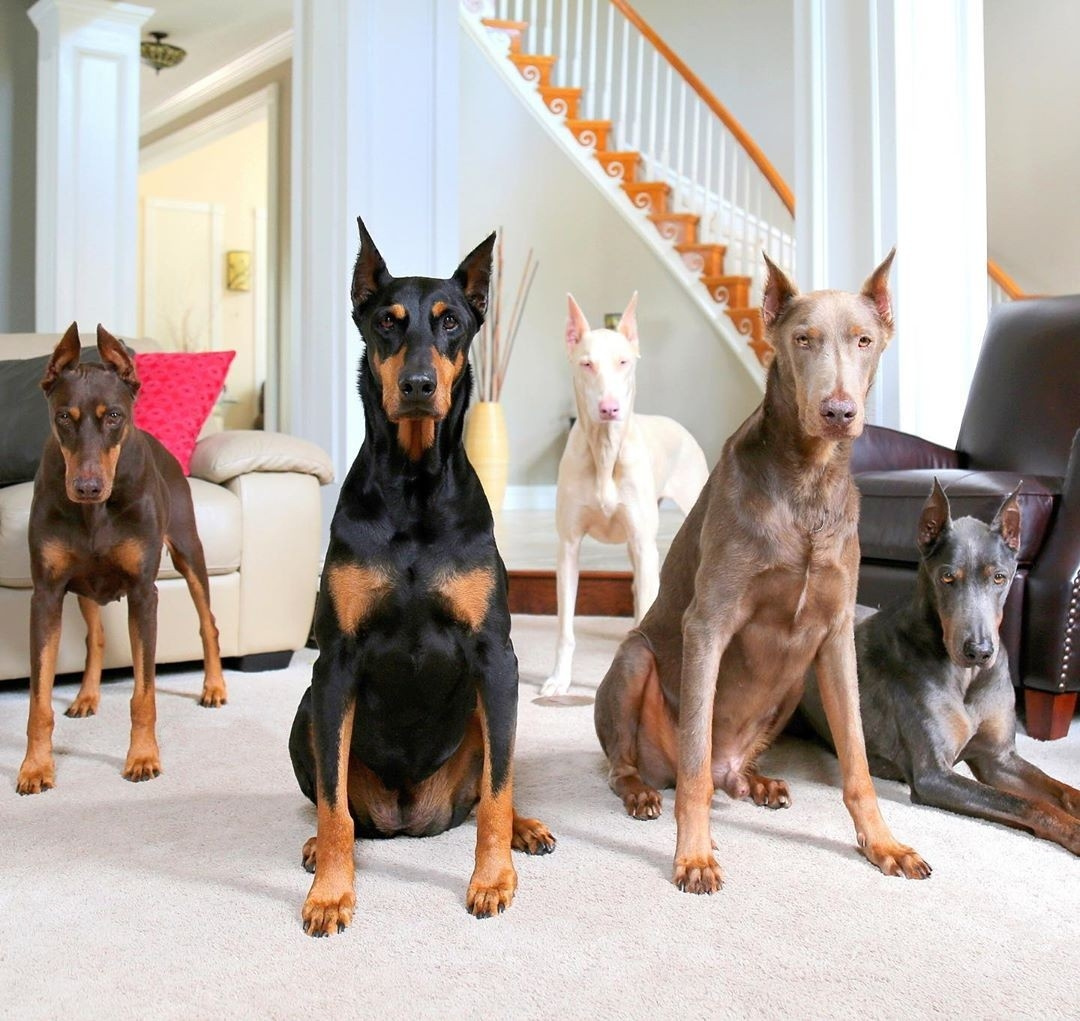 Доберманы