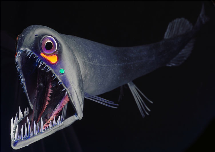 231133c6a7c655203ba3ea1c4a3923d0.png