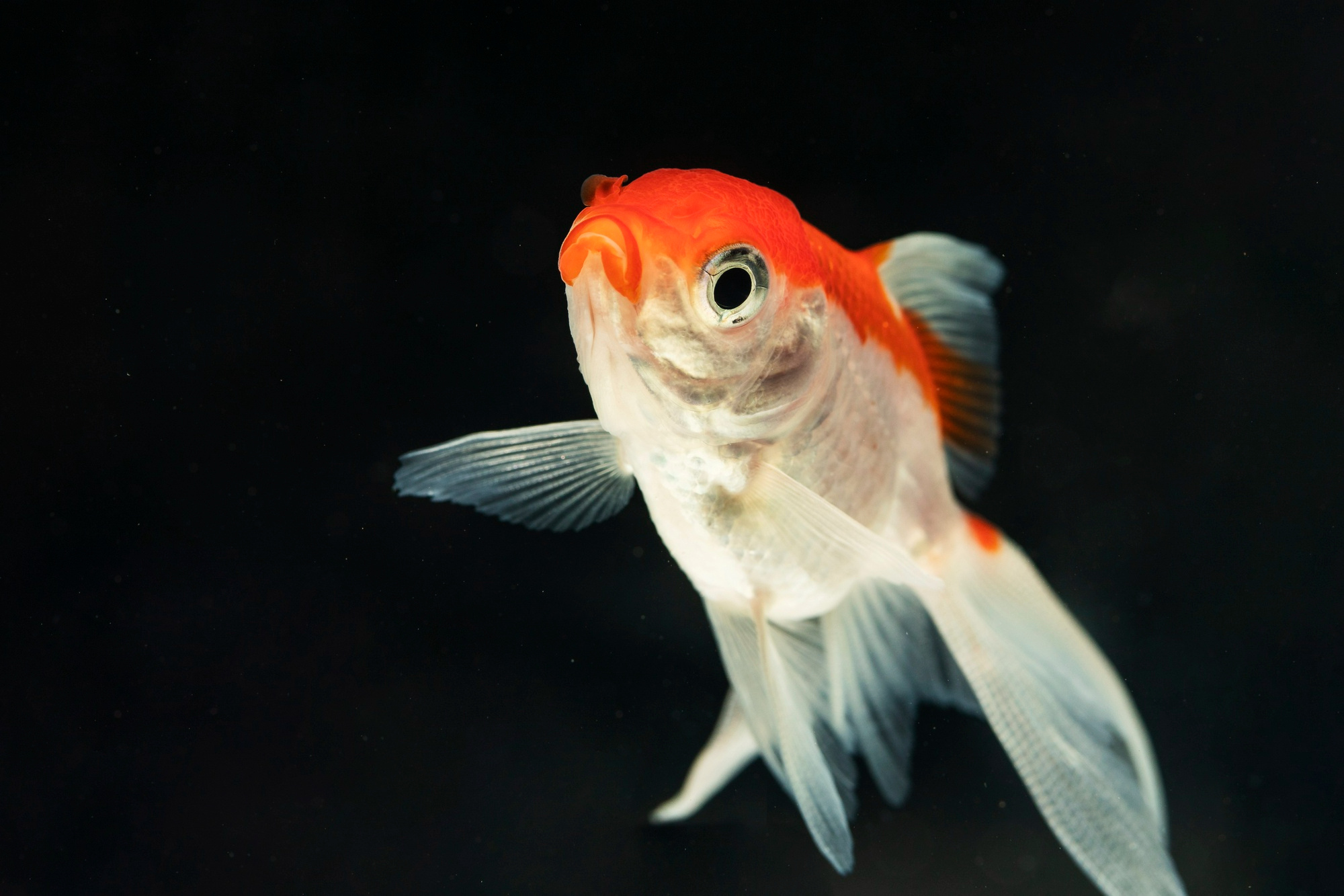 какая память у рыб