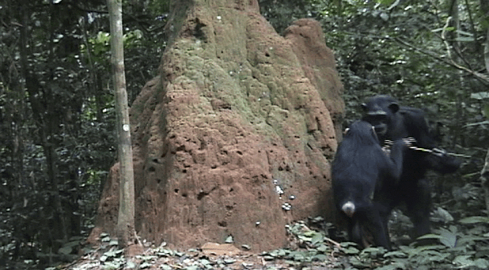 3fde6b250f8b7c950a999a8afd68742a.gif
