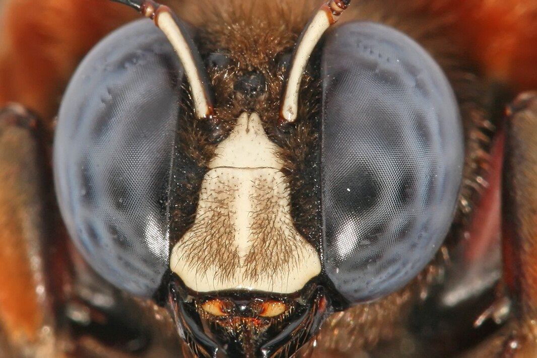 4b962ac4df068779ef5f23f7654a7641_ce_1066x711x0x116.jpg