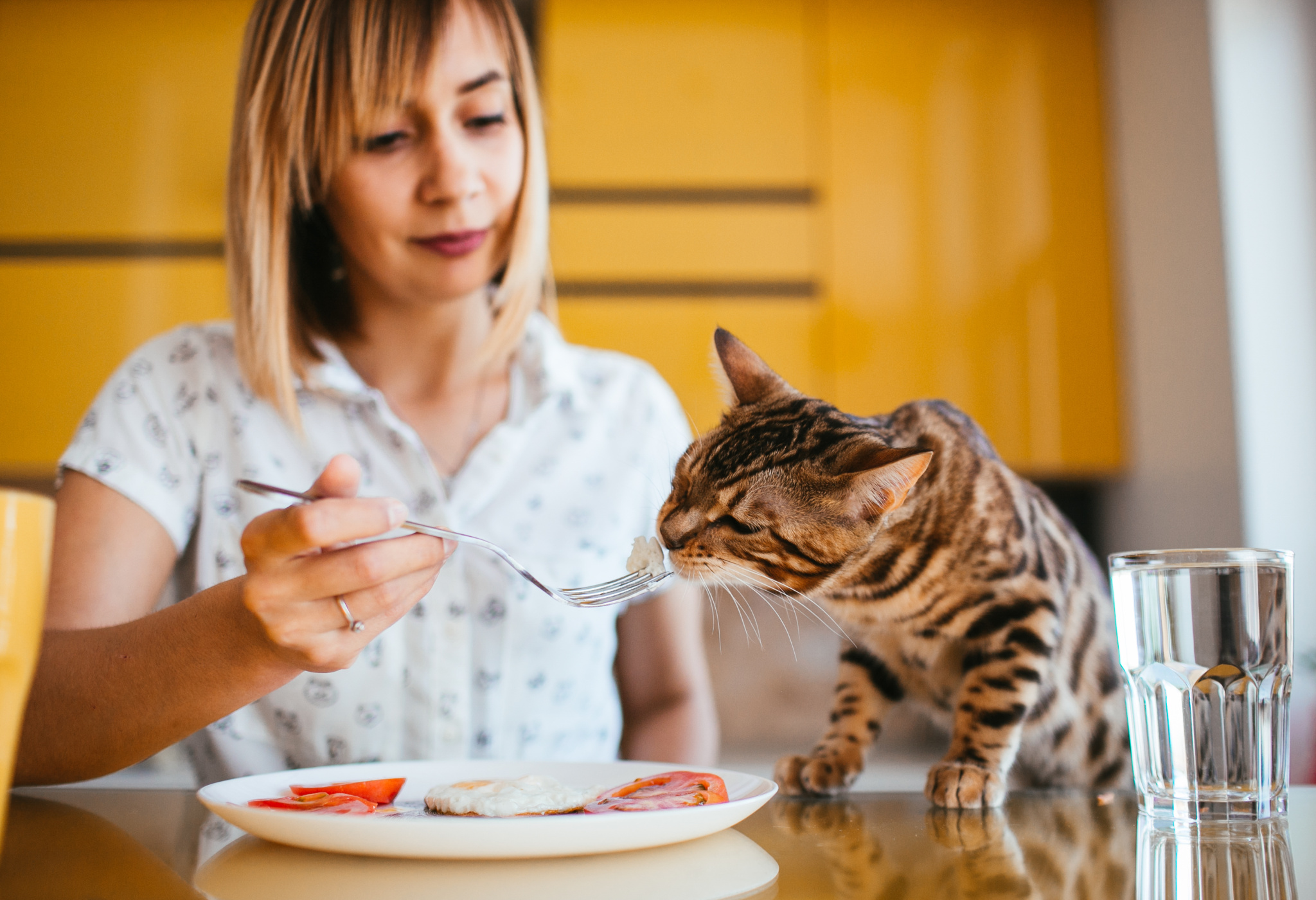 Кошка ест