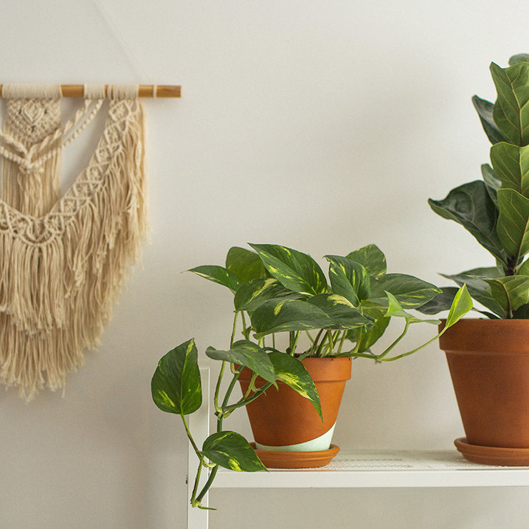 неприхотливые комнатные растения