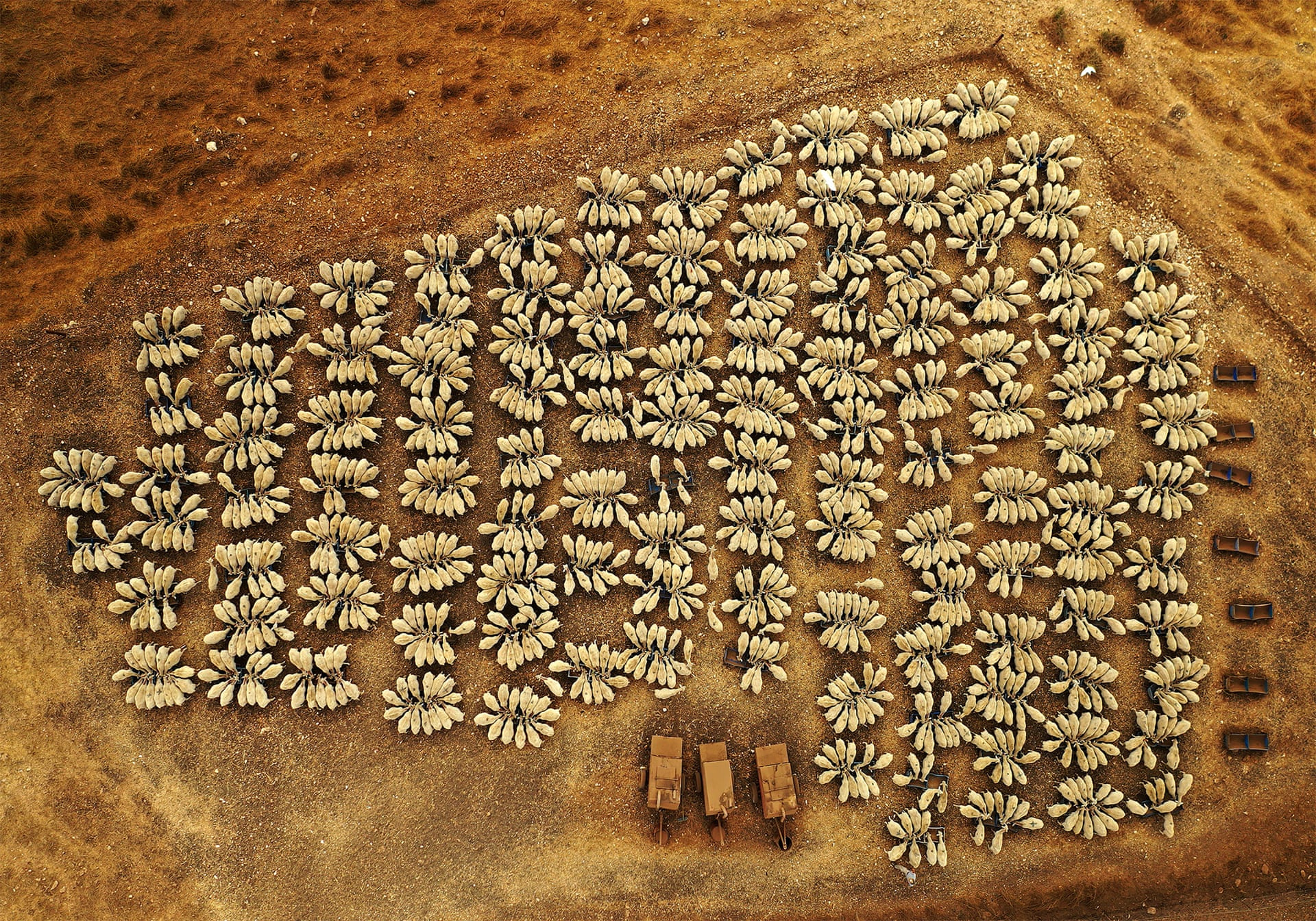 Sheep in Congress | Wildlife Commended’In the north of Israel, I documented during summer and winter a herd of 1,500 sheep which became more than 1,900 heads. I followed them when they moved from one location to another mainly for searching for fresh grass but also for preparing to give birth and cut their wool’Photograph: Yoel Robert Assiag/Drone Photography Awards 2021