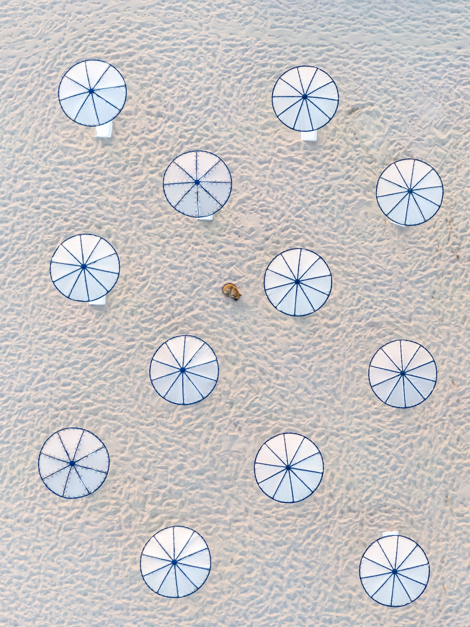 No Stress | Abstract CommendedA lone dog naps on the beach near the parasolsPhotograph: Zsolt Dor/Drone Photography Awards 2021