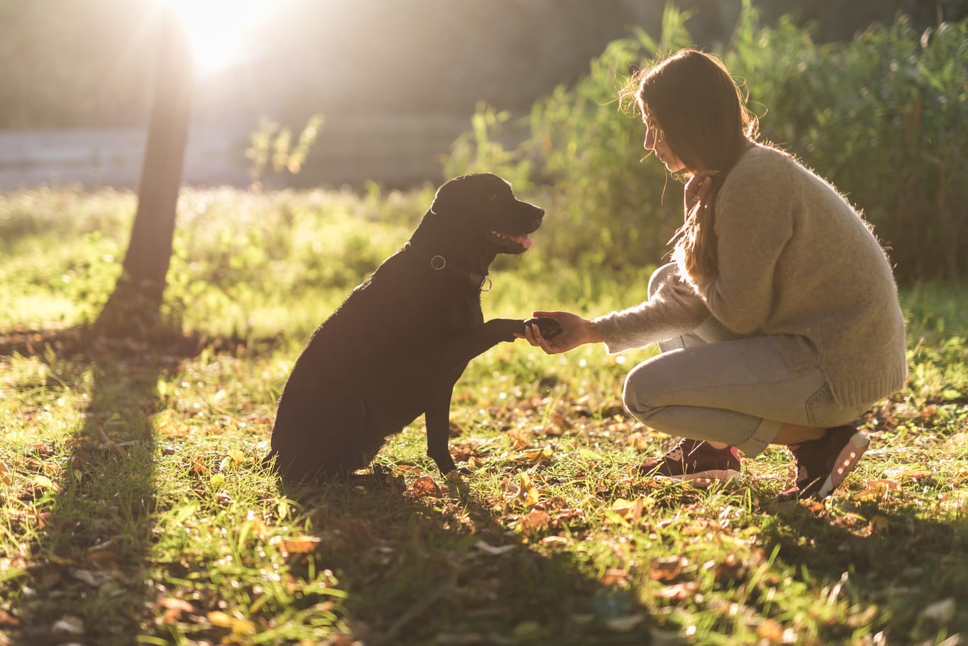 side-view-dog-woman-hand-shaking-park-2.jpg