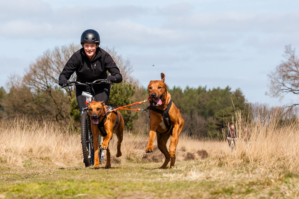 bike joring
