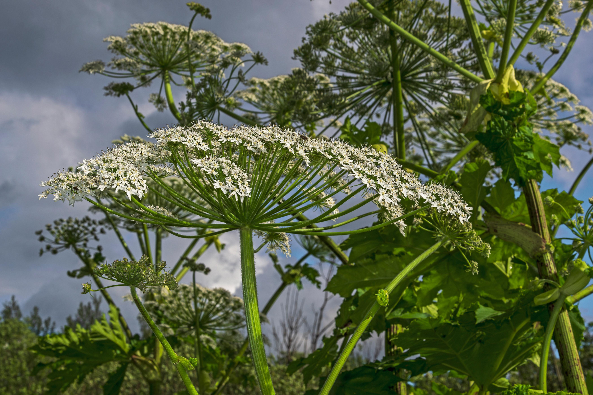 4200x2800_0xVsY3Vr73_7342856105337526168.jpg