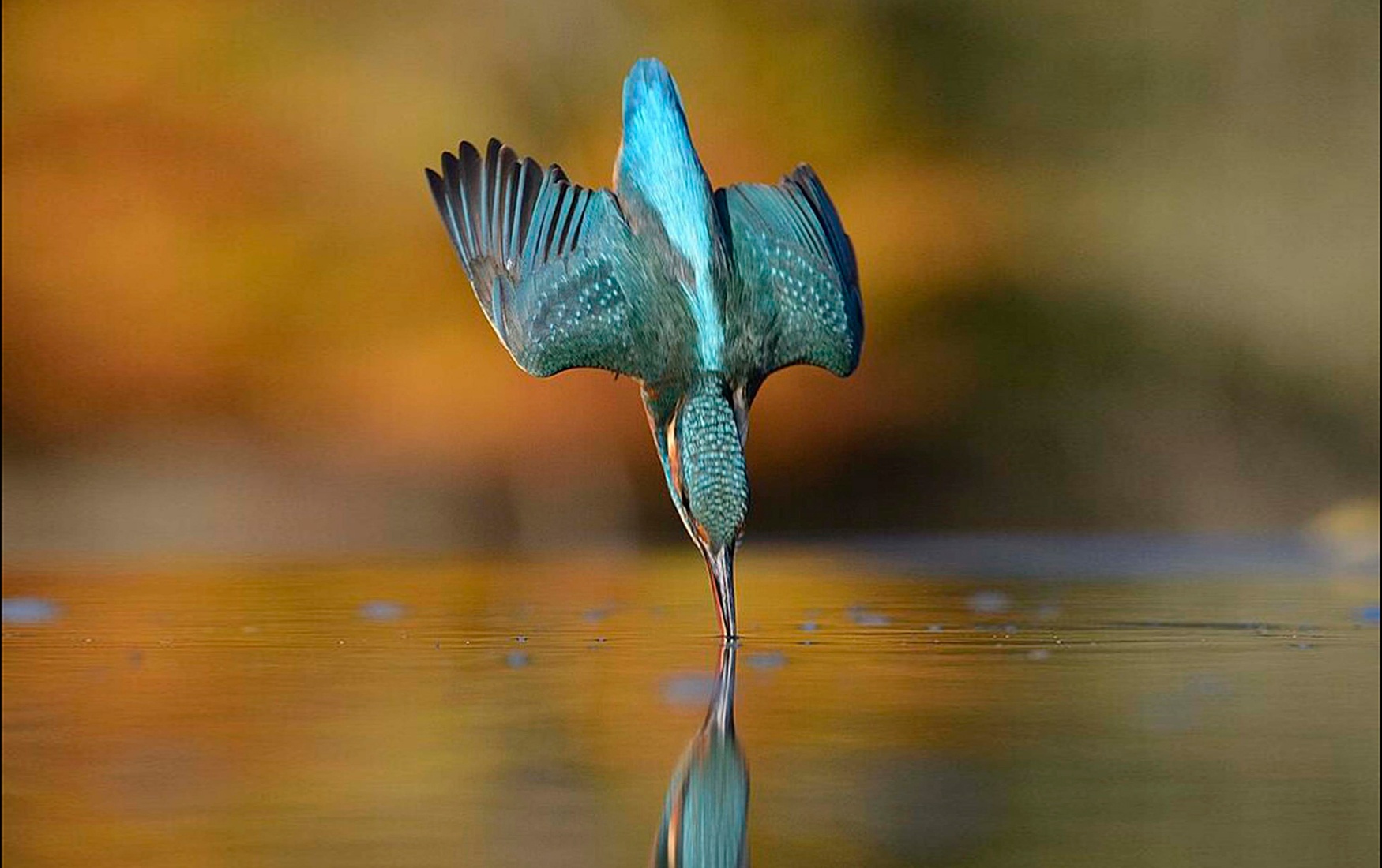 kingfisher.jpg__1536555387__53660.jpg