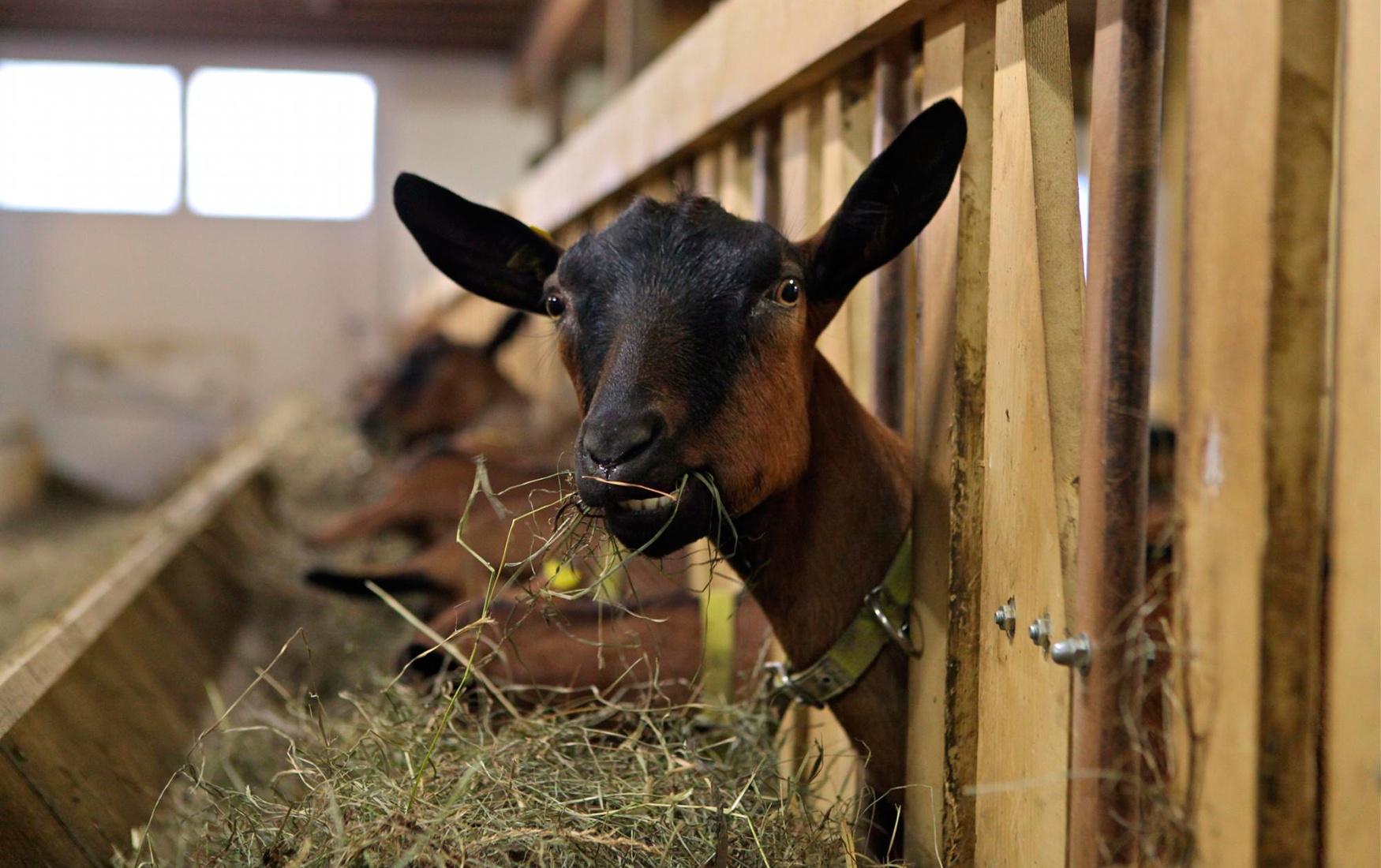 beau-farm-goats.jpg__1559116549__59377.jpg